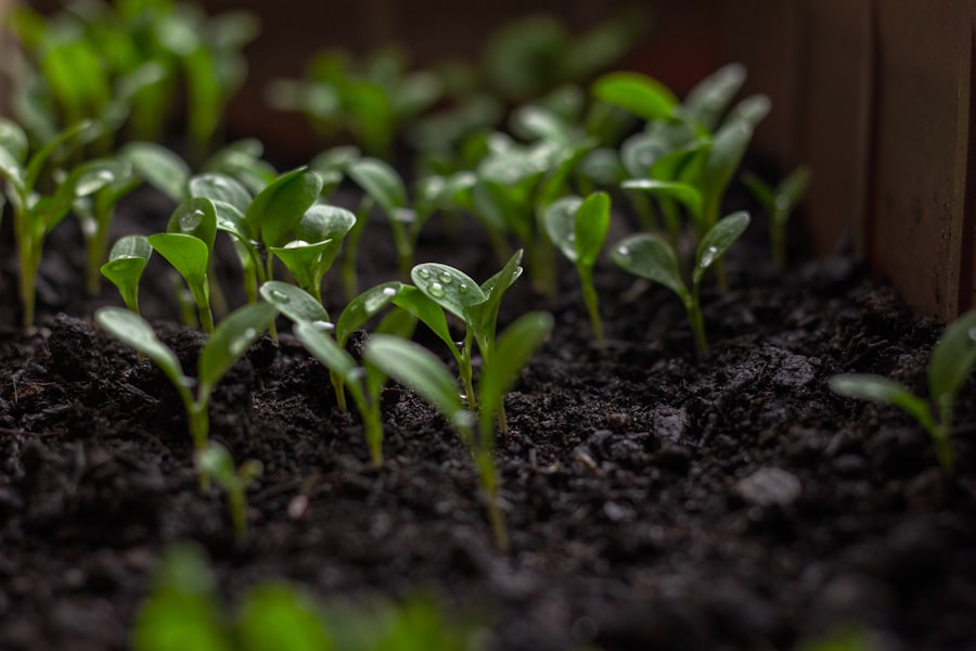 rapid growth